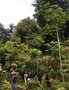 vignette La SHBL visite le Jardin du Kestellic  Plouguiel - Brassaiopsis