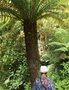 vignette La SHBL visite le Jardin du Kestellic  Plouguiel - Dicksonia antarctica = Balantium antarcticum - Fougre arborescente