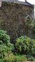 vignette Fremontodendron californicum - Fremontia californica