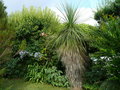 vignette Nolina longifolia, mon jardin