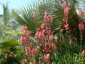 vignette Watsonia sp, mon jardin