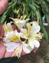 vignette Alstroemeria hybride - Alstroémère ou lys des Incas