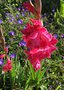 vignette Gladiolus X 'Pink Event' - Glaeuil hybride