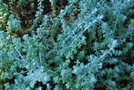 vignette Helichrysum cymosum / Asteraceae / Afrique du Sud
