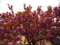 vignette Cerisier  fleurs