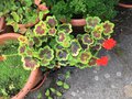 vignette Pelargonium x hortorum 'Occold Shield' - Granium zonal
