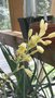 vignette Hesperaloe parviflora yellow