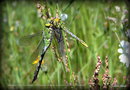 vignette Anax empereur ( Anax imperator ) qui dvore une autre libellule ( Gomphus pulchellus) ?