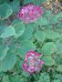 vignette Hydrangea arborescens 'Ruby Annabelle'