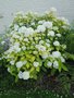 vignette Hydrangea macrophylla 'Jofloma'