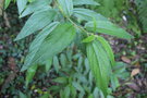 vignette Debregeasia sp. / Urticaceae