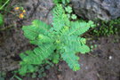 vignette Phyllanthus urenaria / Phyllanthaceae