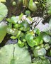 vignette Eichhornia crassipes - jacinthe d'eau