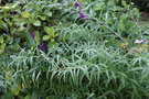 vignette Polygonatum salicifolium