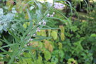 vignette Polygonatum salicifolium