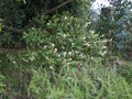vignette Clethra alnifolia.,