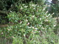 vignette Clethra alnifolia.,