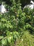 vignette Prunus domestica subsp. syriaca  - Prunier mirabelier 'Badoual' au rond de jardin  Brest