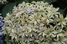 vignette Hydrangea macrophylla 'Inspire'