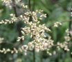 vignette Artemisia lactiflora 'Guizhou'