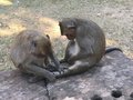 vignette Macaca fascicularis - Macaque  longue queue