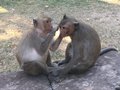 vignette Macaca fascicularis - Macaque  longue queue