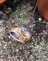 vignette Helix aspersa - Escargot petit gris mang par rat