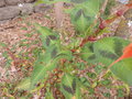 vignette Persicaria lapathifolia