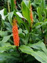 vignette Hedychium densiflorum 'Assam orange',