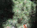 vignette Pinus mugo mughus