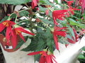 vignette Begonia boliviana 'Rouge'