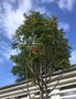 vignette Sorbus aucuparia - Sorbier des oiseleurs Maison de quartier Lambzellec