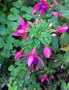 vignette Fuchsia 'Tom Thumb' - Fuchsia nain