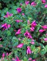 vignette Fuchsia 'Tom Thumb' - Fuchsia nain