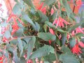 vignette Begonia boliviensis rouge