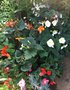 vignette Begonia tuberosa - Bgonia tubreux