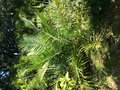 vignette Phnix sylvestris robusta