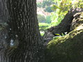 vignette Quercus 3 troncs sculaire