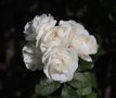 vignette Rosa 'Bouquet Parfait' en fin de floraison