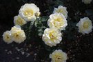 vignette Rosa Souvenir de Marcel Proust en fin de floraison