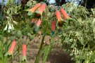 vignette La SHBL visite 'Un Jardin à Landrévarzec' - Alstroemeria isabellana