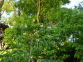 vignette Bauhinia grandiflora floraison autre vue au 01 09 19