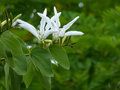 vignette Bauhinia grandiflora gros plan des fleurs au 26 08 19