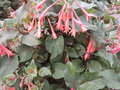 vignette Fuchsia magellanica 'Ricartonii'