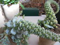 vignette Orostachys sp