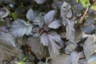vignette Physocarpus opulifolius 'Midnight'