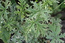 vignette Pelargonium graveolens 'Lady Plymouth'