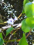 vignette Eichhornia crassipes , jacinthe d'eau