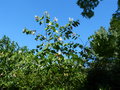 vignette Bauhinia grandiflora au 16 09 19