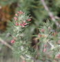 vignette Camphorosma monspeliaca subsp. monspeliaca